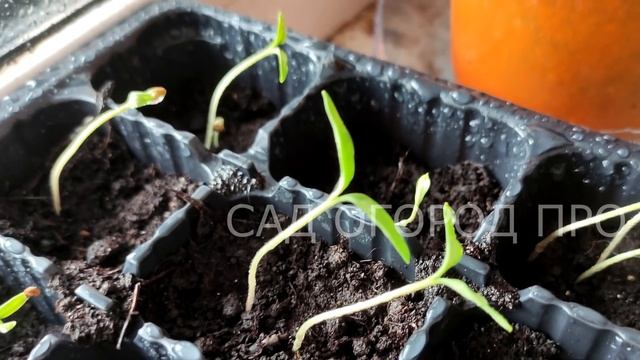 РАССАДА НИКОГДА НЕ БУДЕТ ВЫТЯГИВАТЬСЯ! СДЕЛАЙТЕ ТАК ДЛЯ ПОЛУЧЕНИЯ КРЕПКОЙ РАССАДЫ!
