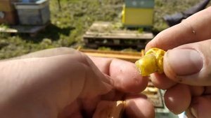 Пчеловодство с нуля - Вывод маток для любительской пасеки - Изоляция маточников
