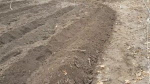 Высадка черенков в школку осенью.