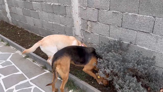 Хозяин Выбросил Лизи на Улицу, Жизнь Бездомной Собаки смотреть онлайн