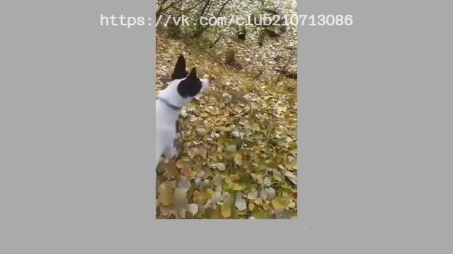 Шанель - привет из дома. Радость щенячьей жизни! смотреть онлайн