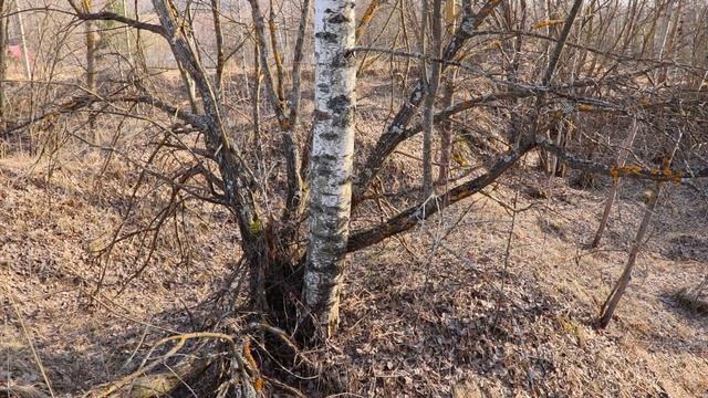 Сбор березового сока при помощи ШАМПУРА. Легко и просто. Способ добыть березовый сок от ЖКВ. смотреть онлайн
