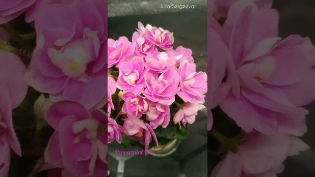 Фиалка Peppermint Girl смотреть онлайн