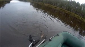 Рыбалка в Карелии река Шуя 2019 Ловля щуки на два спиннинга ))