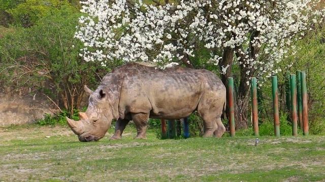 животные для детей - носорог, животные Африки / animals for kids - rhino смотреть онлайн