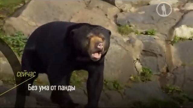 Без ума от панды смотреть онлайн