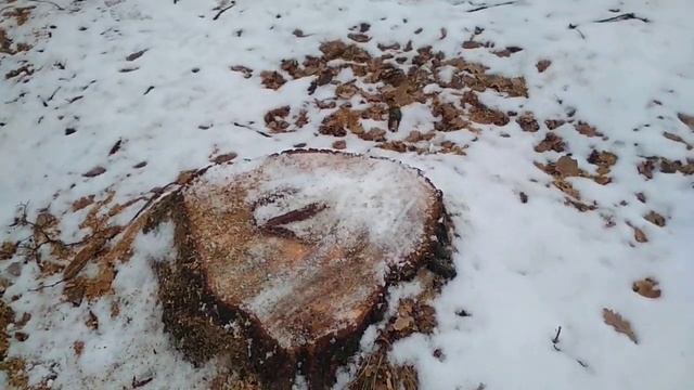 Ульяновский краевед обнаружил очередную вырубку деревьев в Винновской роще