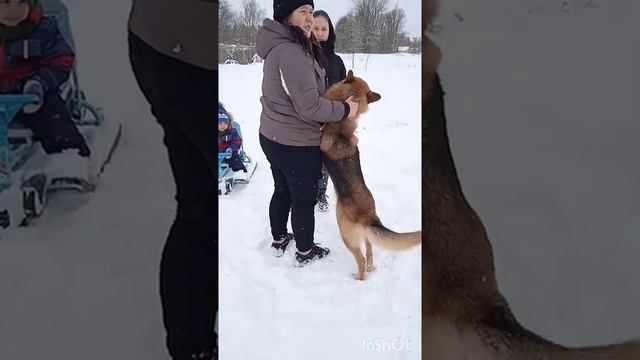 Собака друг человека Грей Игривый