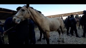 НАРХИ АСП БОЗОРИ ДУШАНБЕ ЛЕНИНСКИЙ РАЙОН | ЦЕНА ЛОШАДИ В ДУШАНБЕ ЛЕНИНСКИЙ РАЙОН