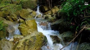 River sound therapy, Natural sounds of forest river for relaxing, natural meditation.