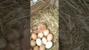 Курица-наседка вывела цыплят