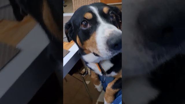 моя любимая собака 🐕 смотреть онлайн