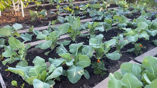 Уход за капустой в июле смотреть онлайн