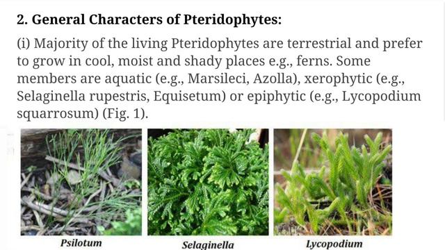 2nd Semester PteridophytesGeneral Characteristics of PteridophytesPteridophytes General Character