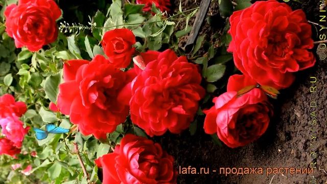 Роза канадская парковая Квадра ? роза Квадра обзор: как сажать саженцы розы Квадра смотреть онлайн