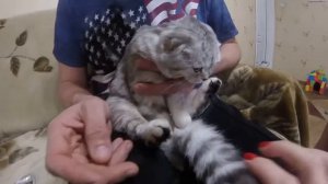 Блохи у Кошки ? Кошка заболела? Что делать если нашли блохи ? Видео про котов Играем в доктора