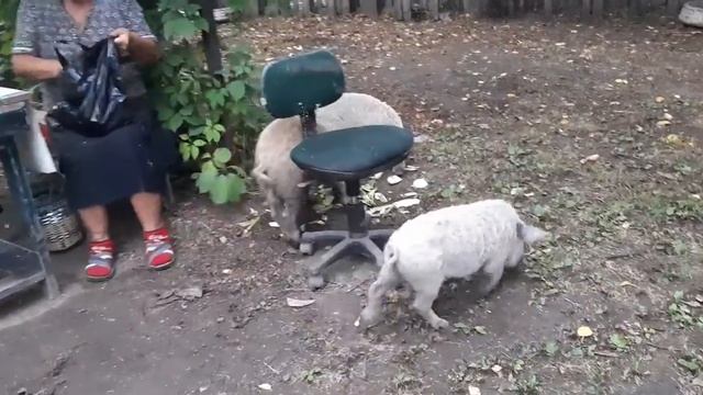 Венгерская мангалица мясо с характером