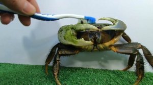 Краб разрушитель. Что случилось на этот раз.