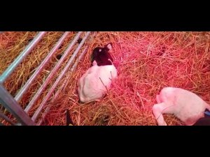 Содержание овец зимой #дорпер #овцеводство #бараны