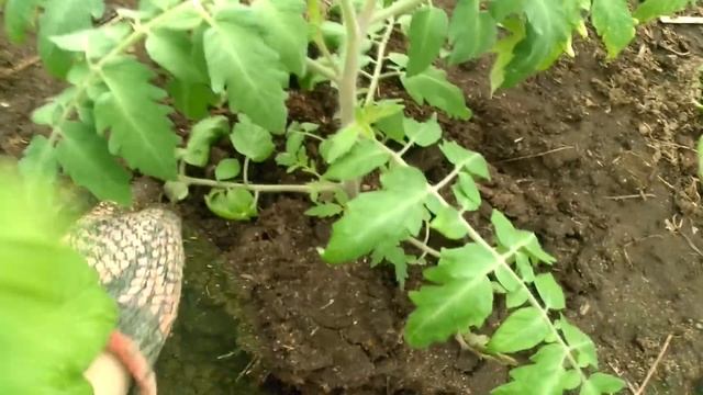 Высаживаю низкорослые помидоры в парник. смотреть онлайн