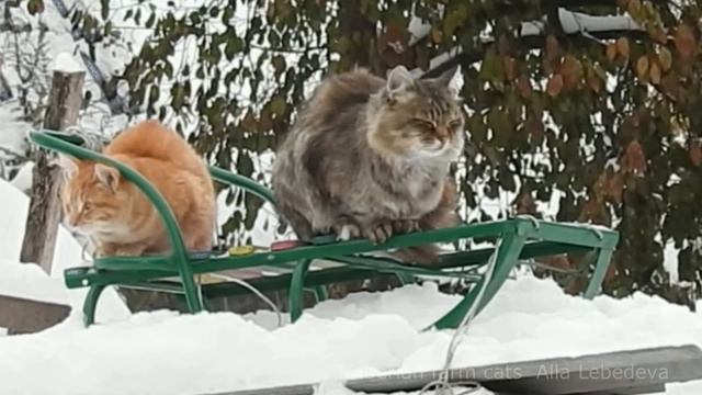 Siberian farm cats are riding on the sledon on the snow На саночках 26 октября 2016 Снег смотреть онлайн