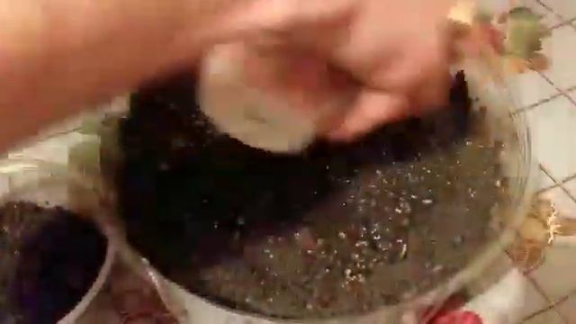 Посадка семян инжира в домашних условиях смотреть онлайн