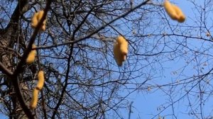 Серёжка ольховая.