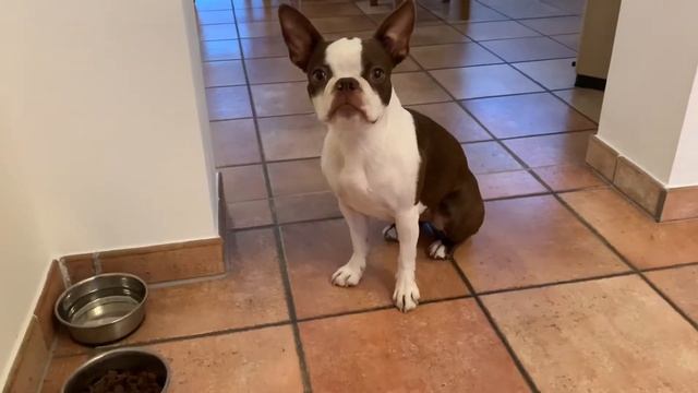 кормёжка собаки Бостон Терьер | Feeding the Boston Terrier dog