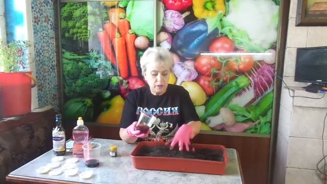 ПРОТРАВЛИВАЮ ГРУНТ ПЕРЕД ПОСЕВОМ МАРГАНЦОВКОЙ. Ольга Чернова.