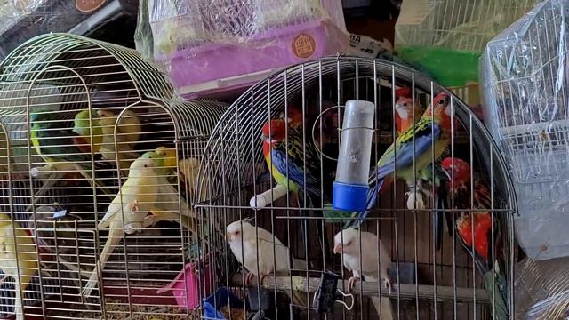 Староконный рынок в Одессе. Птичий Рынок. Продажа Птицы, Крысы, Хомячки, Кролики