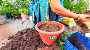 How to Repot Plant || Plant Reporting || Golden Tips on Repoting Plant || इस तरह लगाएं। 🌱