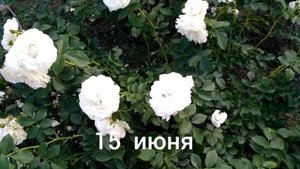 Белая роза "Космос". Лето 2021.