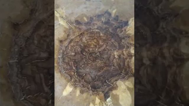 Мореный дуб спилы слэбы и не только смотреть онлайн