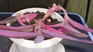 Сеткреазия Традесканция Пурпурная. Это чудо!