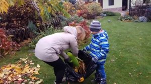 Клипсы для сбора листьев