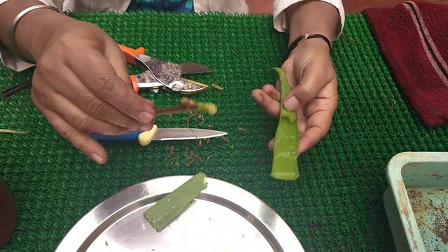 Bougainvillea Stem Propagation (बोगनविला कटिंग से उगाएं ) смотреть онлайн