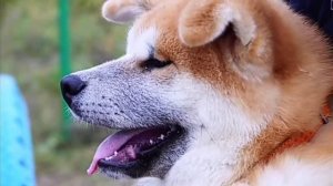 Акита ину. Всё о породе.