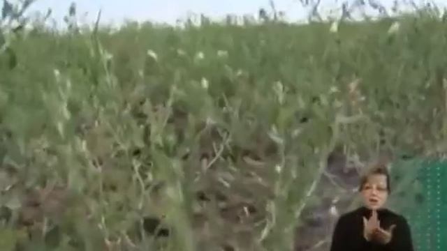 ГОРЧАК В РОСТОВСКОЙ ОБЛАСТИ смотреть онлайн