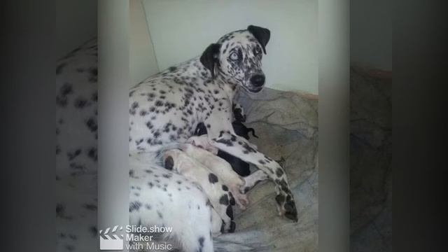 Спасение бездомной собаки! Спасли бездомную собаку.🐩Шанс на жизнь!