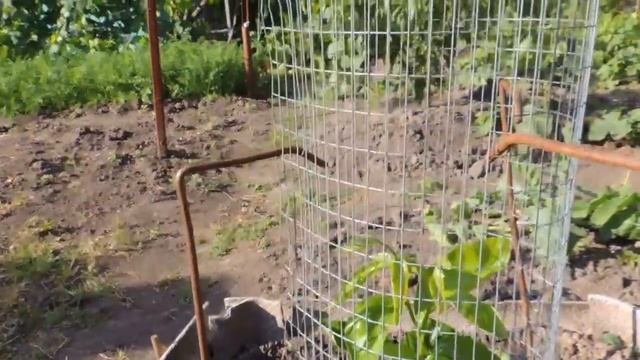 мои любимые фрукты, актинидия, хурма, нектарин, персик смотреть онлайн