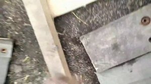 ГРОУБОКС за 3 часа- для маленьких поросят- как обогреть новорожденных поросят - домик для поросят