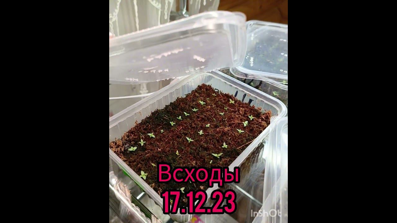 Сеянцы эустомы через 2 недели от всходов #посевэустомы