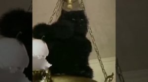 Кот Бегемот