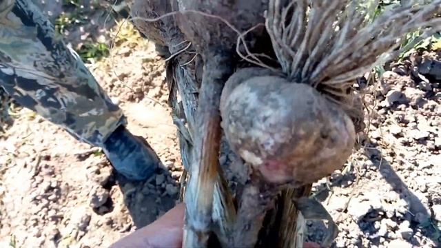 Убираем чеснок Remove the garlic смотреть онлайн