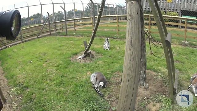 Wingham Wildlife Park, Churchill House, Ramsgate смотреть онлайн