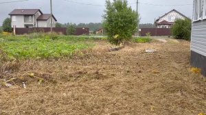 Как уничтожить Борщевик на вашем участке. Показываю объект и фото. Тел 89111418147.