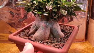 Адениум в керамзите.