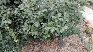 Почему я выращиваю лавровишню