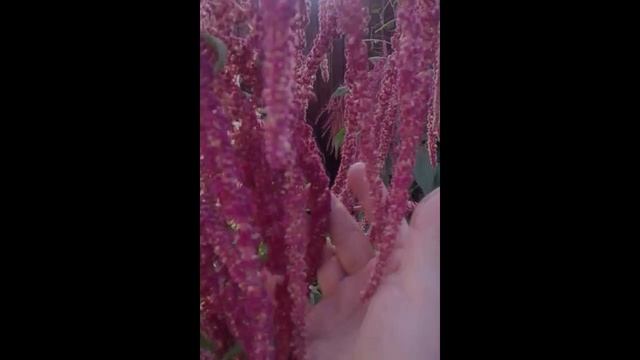 Амарант на восходе солнца.mp4 смотреть онлайн