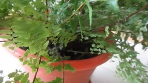 И снова нефролепис)